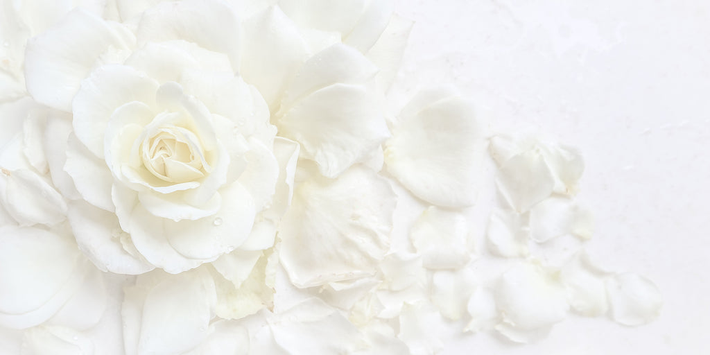 MASHIRO白の薔薇の写真