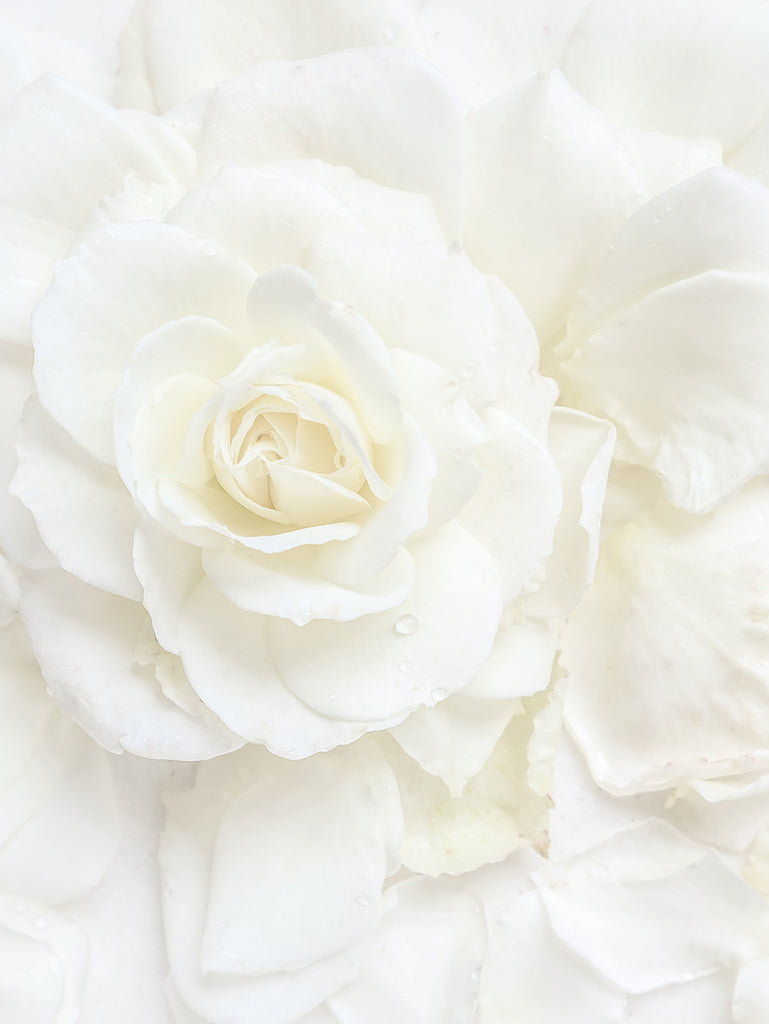 MASHIRO白の薔薇の写真