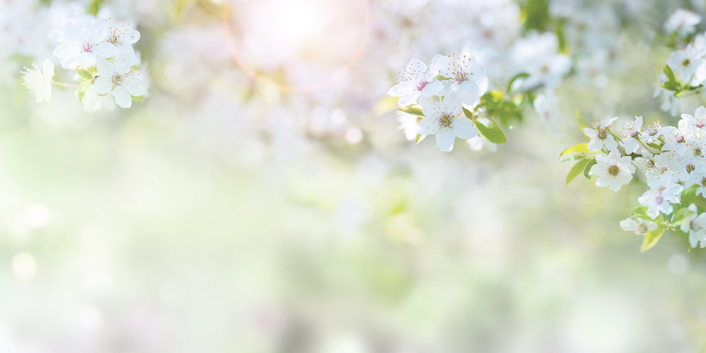 MASHIRO桜の写真